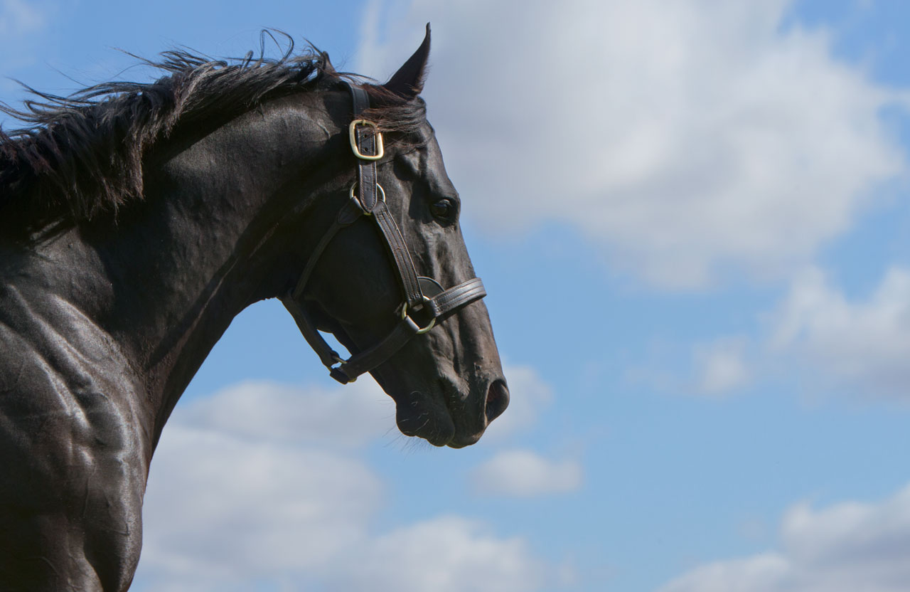 stallion_Brazen_Beau_0306_thoroughbred_stallions