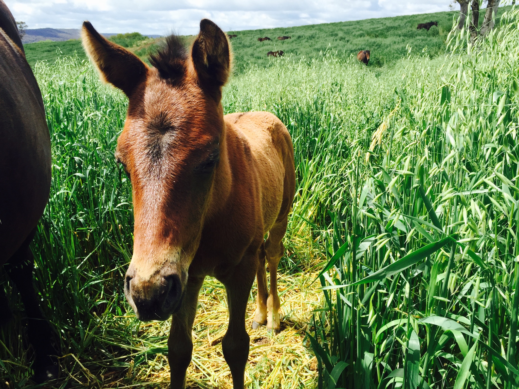 NEVER LOSE FAITH as a weanling