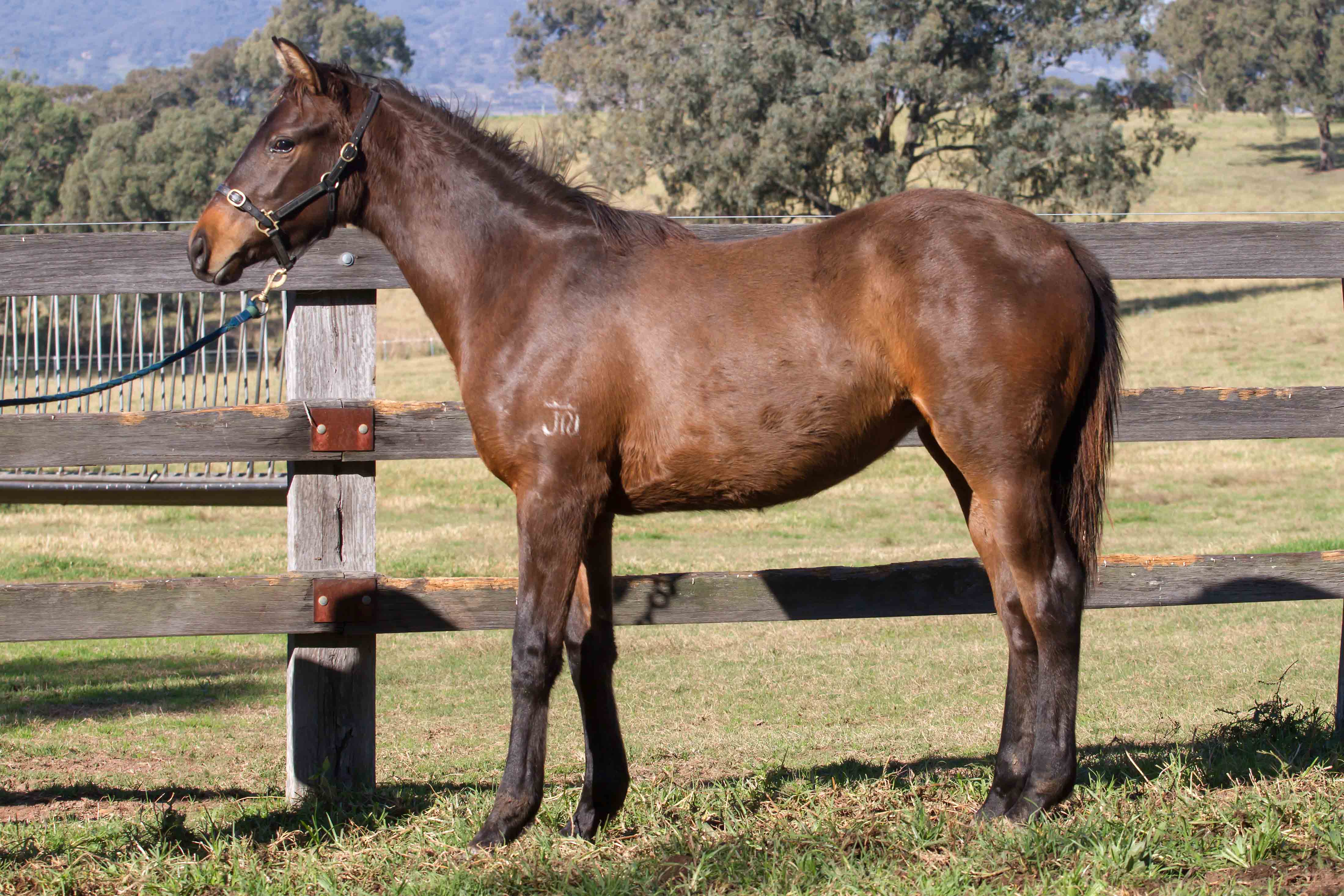 Faith In My x Epaulette filly headed to the sales in 2018