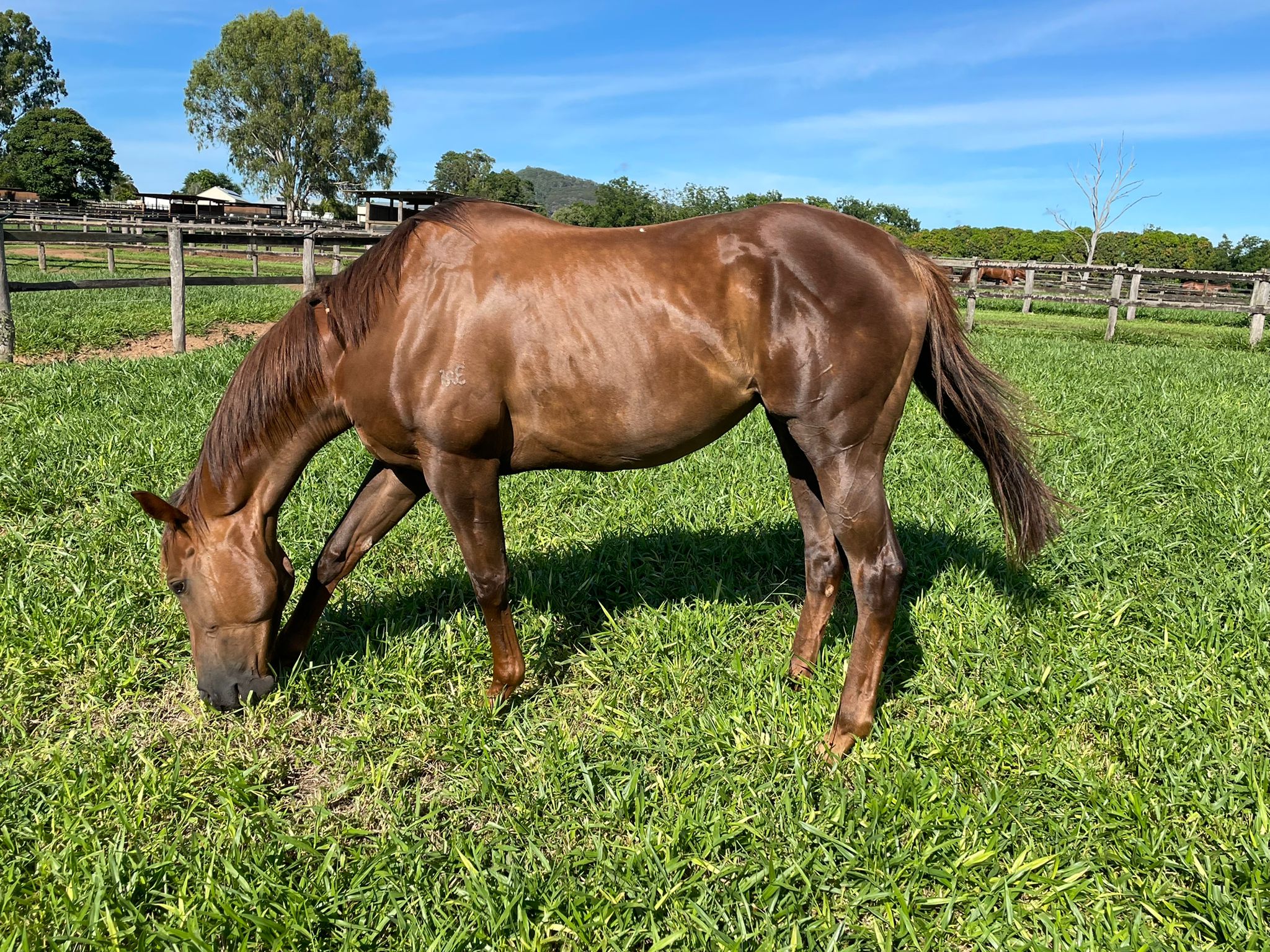 Gin N Bitters in foal to SPRIT OF BOOM